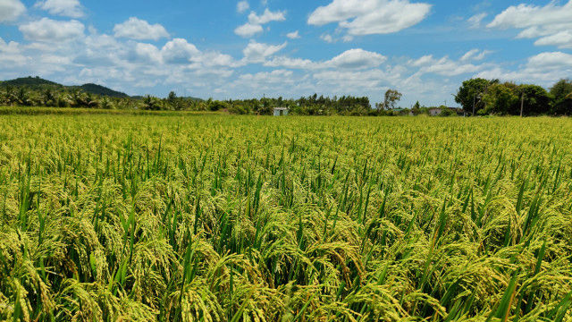 dtcp-approved-farm-plot