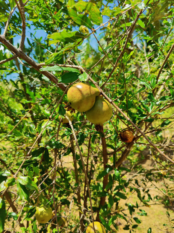 gal-dtcp-farm-plots-maduranthakam-2